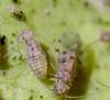 Ectopsocus petersi